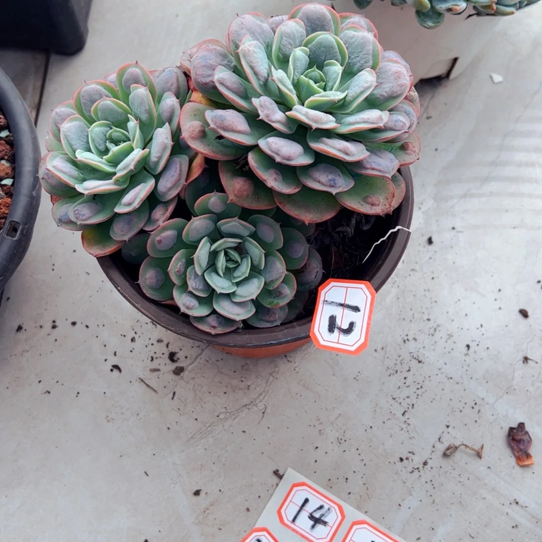 乐***u多肉植物组合盆栽12