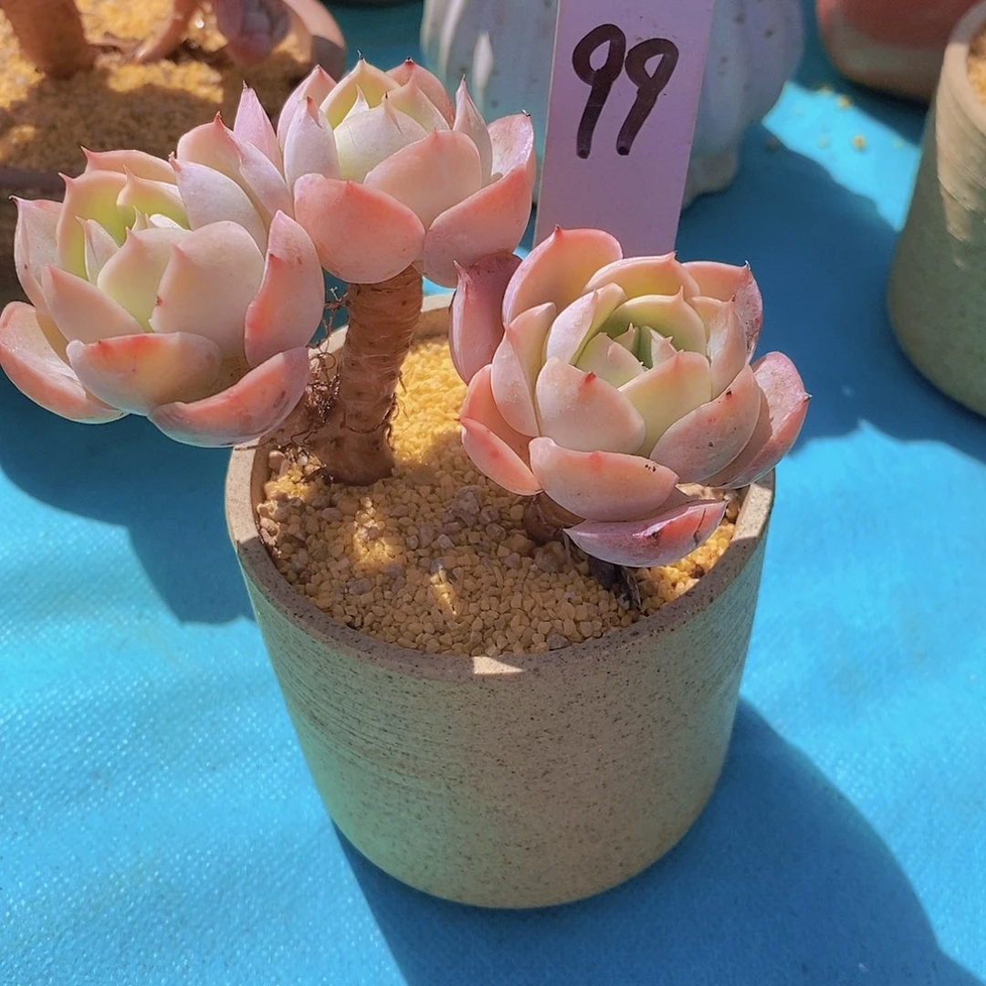 99多肉植物老桩11