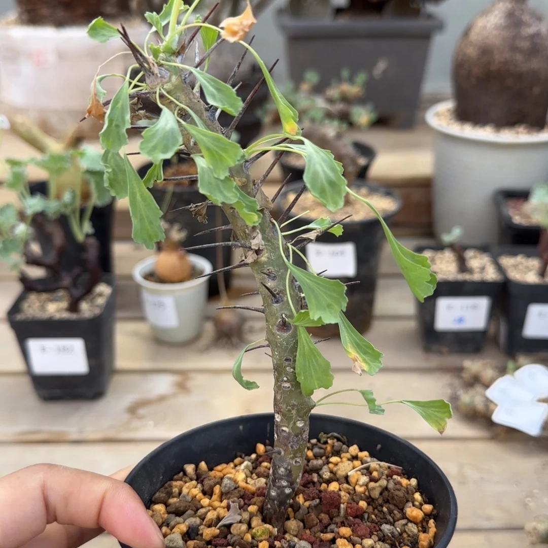 10老家的格斯龙骨葵