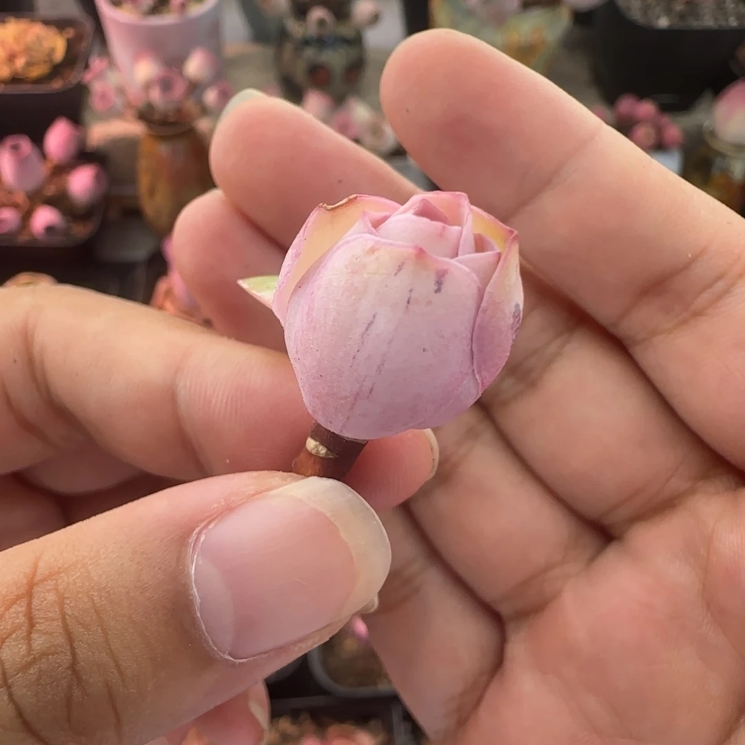 星***影L162半城玫瑰小仙女