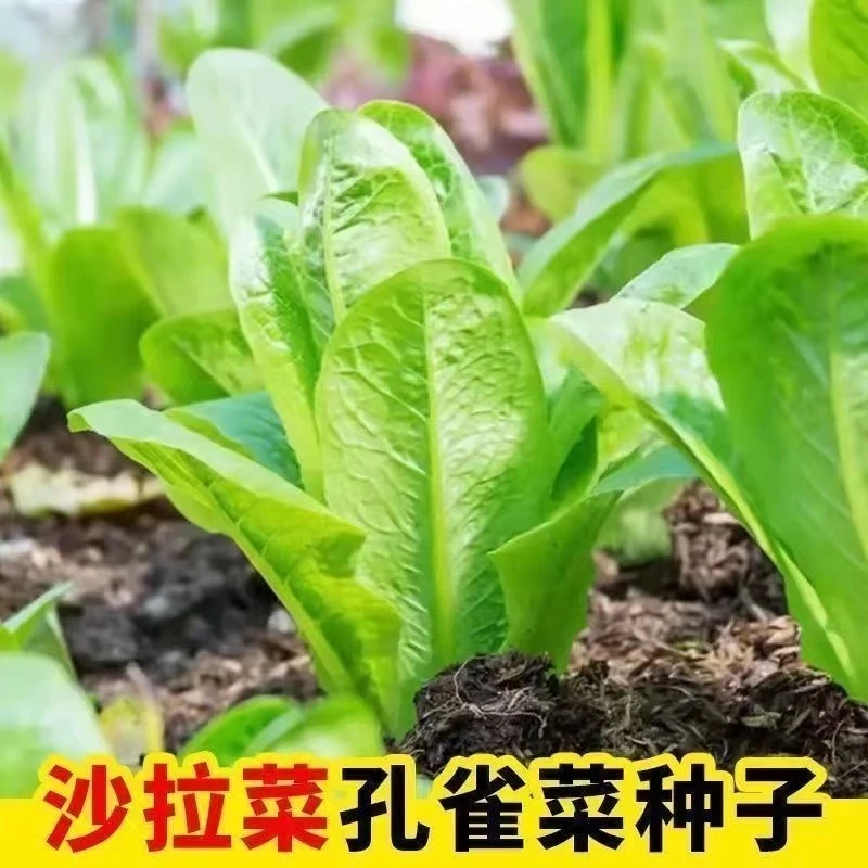 孔雀菜种籽高营养直立生菜春秋播种可生吃的沙拉蔬菜
