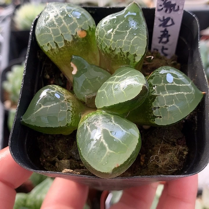 流光寿一物一拍带盆