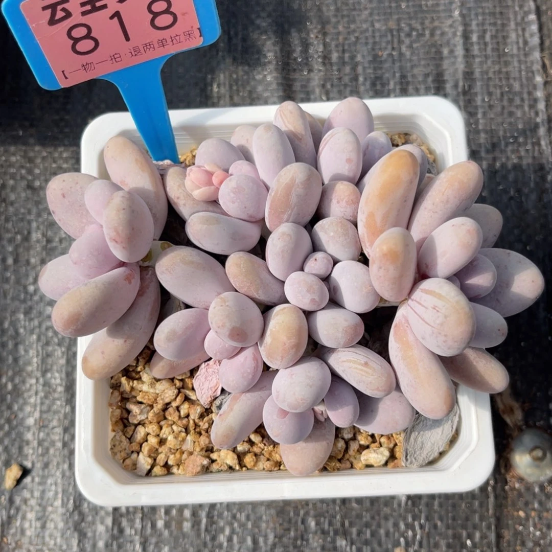 云尘多肉一物一拍818，