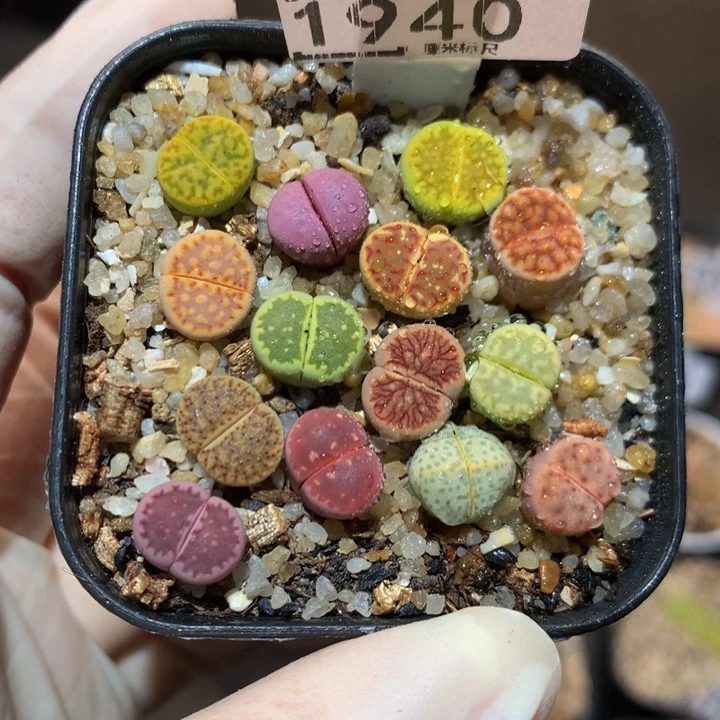 儿童节快乐生石花1940