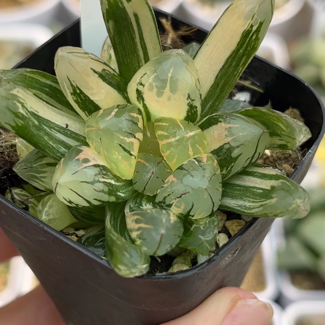 37极上斑红太阳玉露锦带仔福利专场