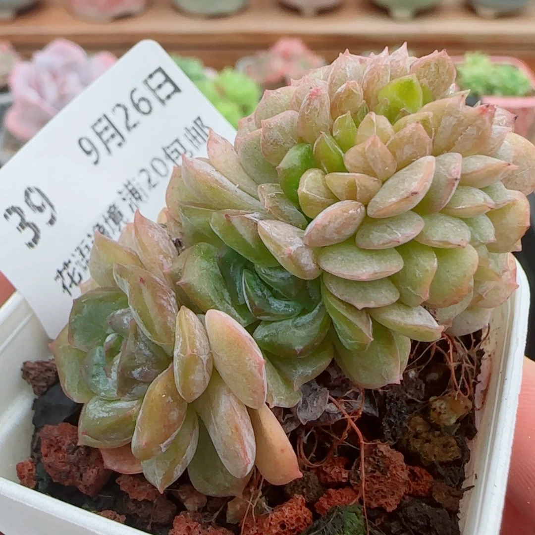 花语逸镜0926-39绒金缀化