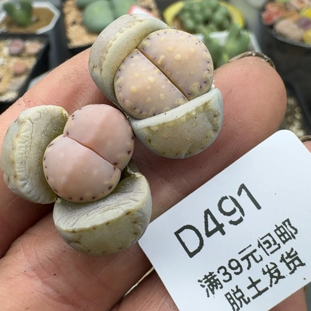491哈哈哈哈哈哈哈哈哈