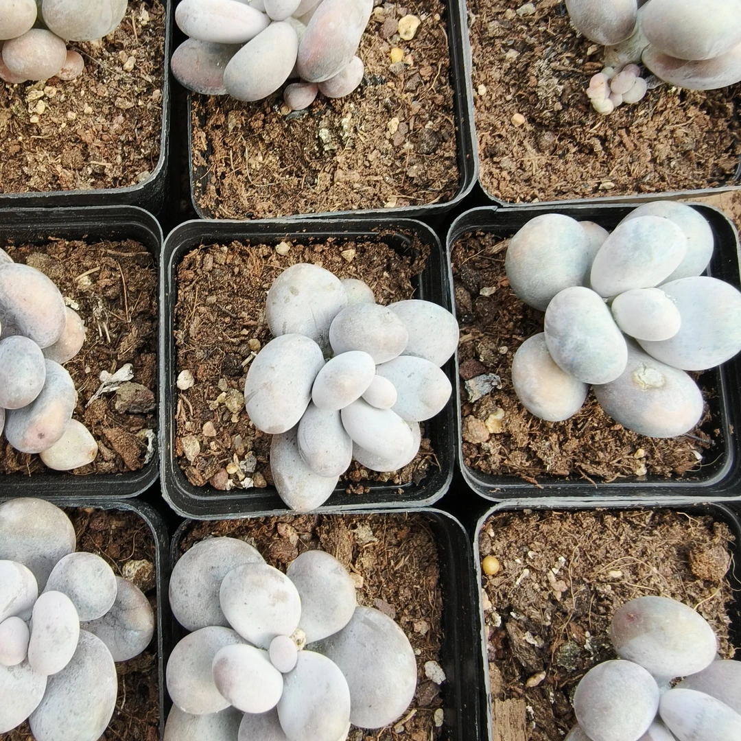 【满10米包邮】芒果奶多肉植物汤圆手指超萌新手好养室内阳台绿植