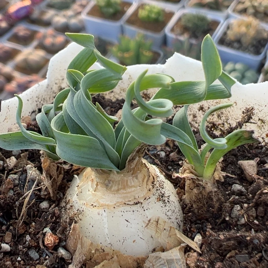 92多肉植物百科植物