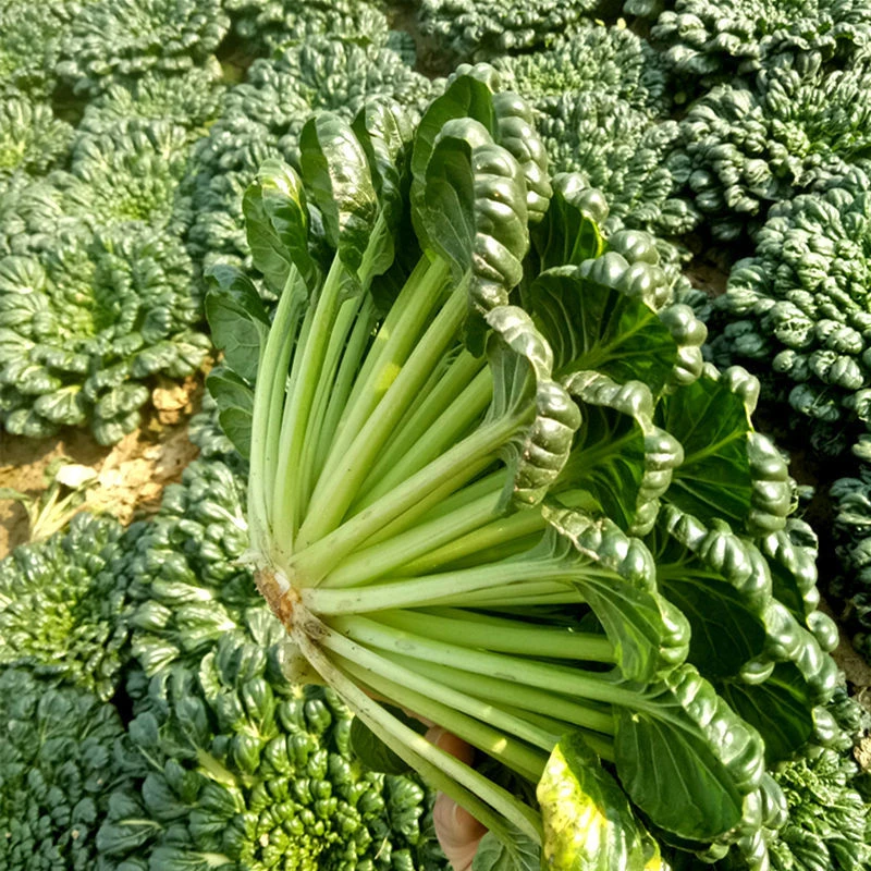 新鲜现发霜打小八叶黑乌塌菜新鲜时令蔬菜清炒炖肉炖汤软糯香甜