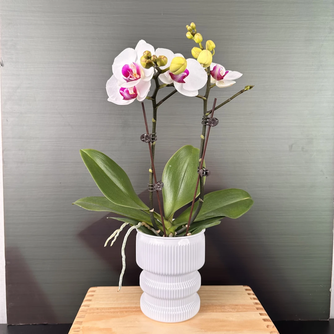 【花之漫】（雪玉）3.0寸杯双剑蝴蝶兰盆栽