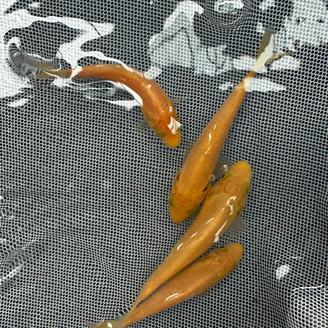 青鳞自家产锦鲤小鱼