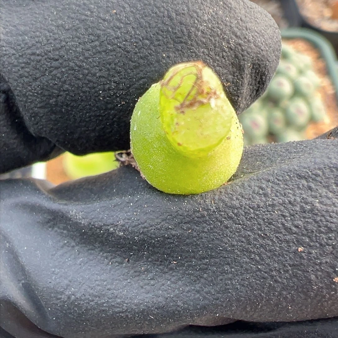 364号超级小葫芦。