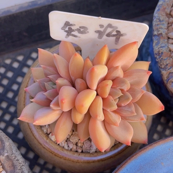 健健康康平平安安