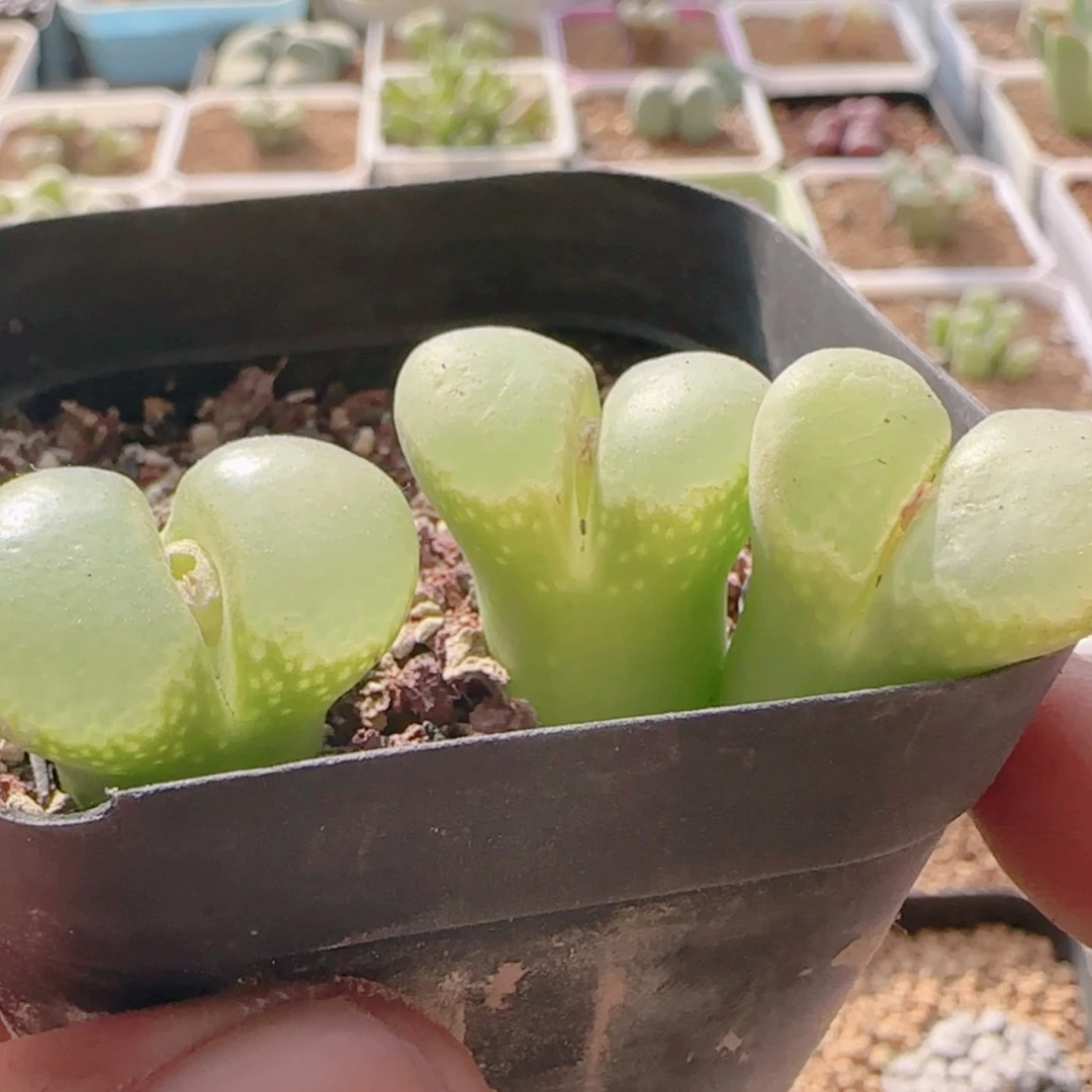 【闪购商品】21357