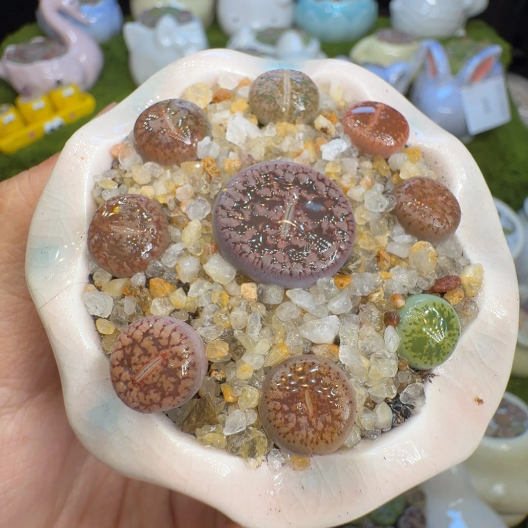 多肉植物开播福366