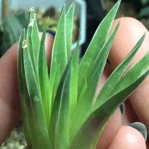 原始瓦韦草瑞鹤哈哈哈哈哈