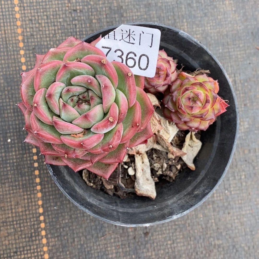 小***嘟不包整散掉头7360~6厘米~散特