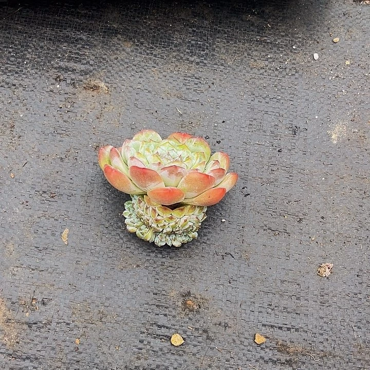 柠***英多肉植物冰魄缀化