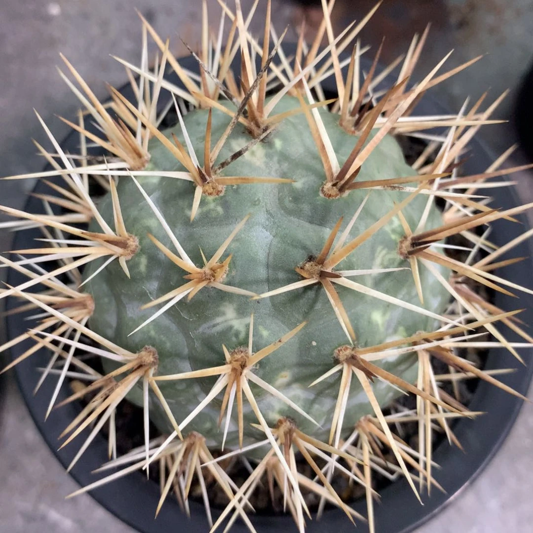 开播福利仙人球仙人球习志野