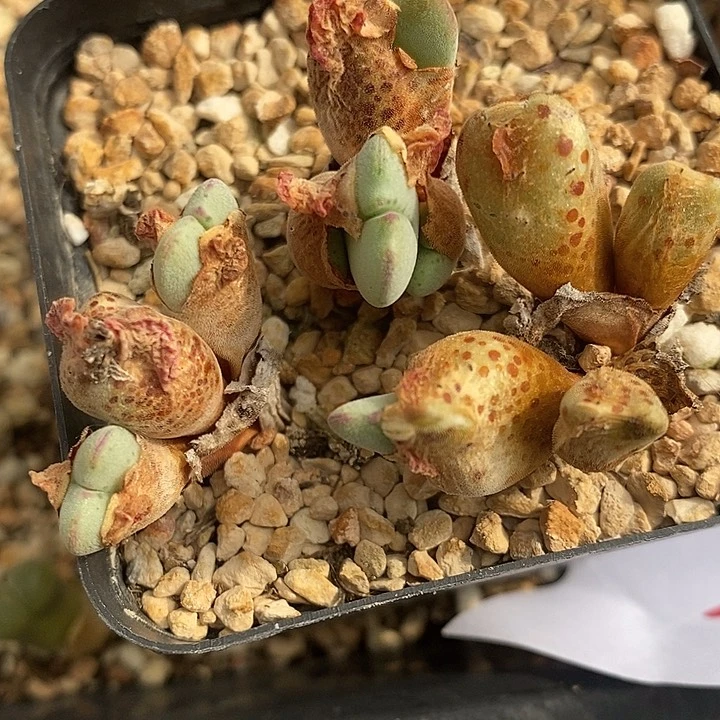 314沙文利亚一盒