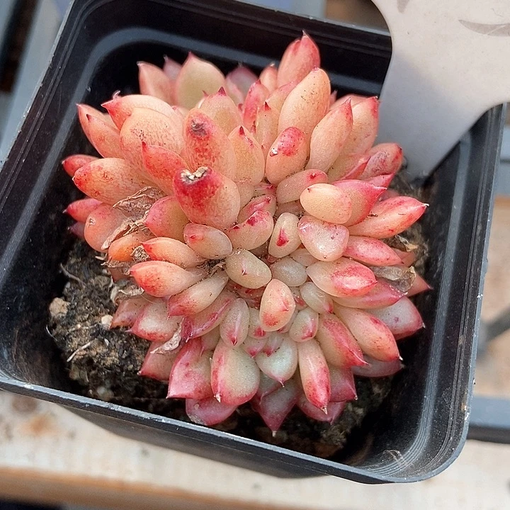 多肉植物红国王缀化952