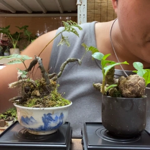 红陶一物一拍所见即所得102