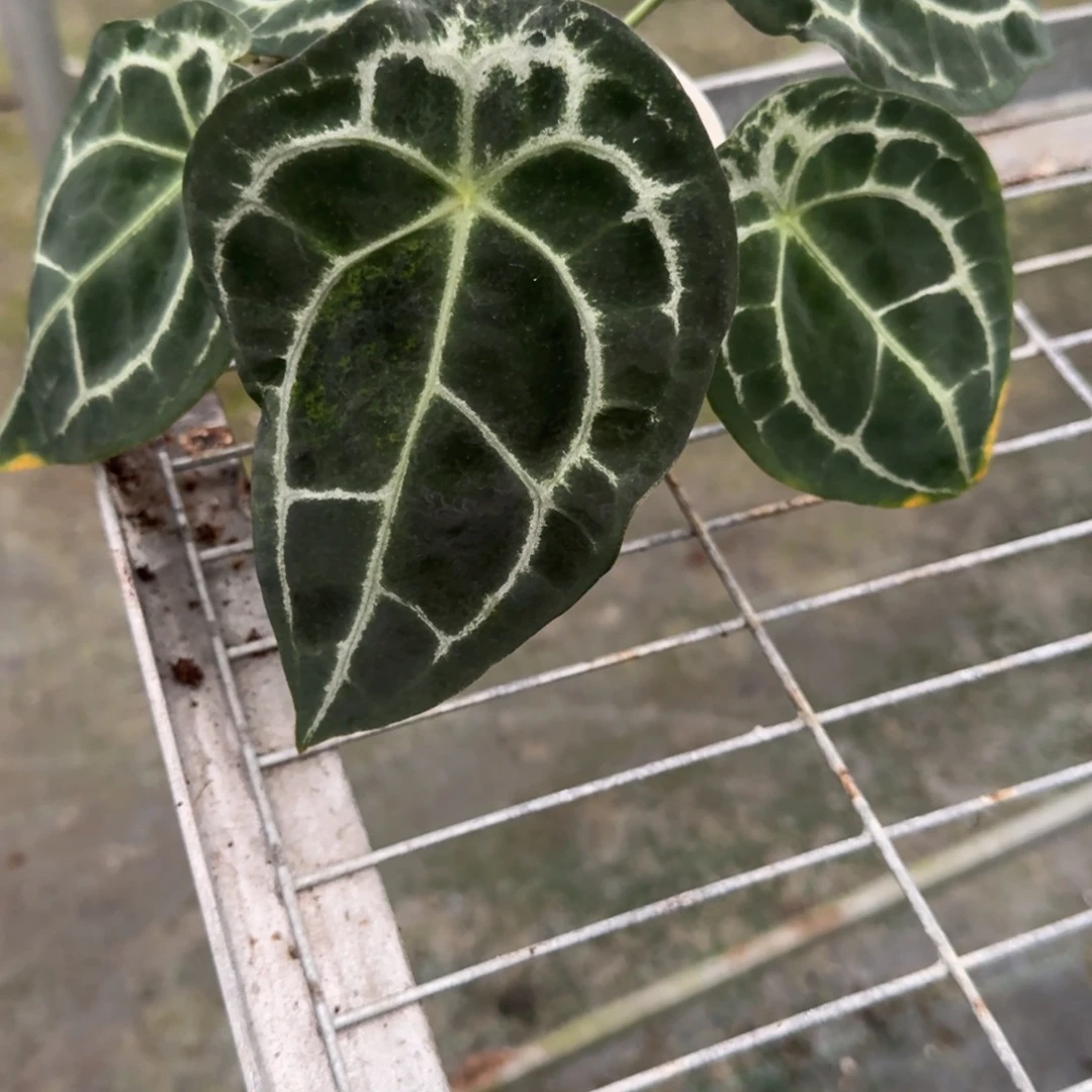 不开花植物特价钻石盾