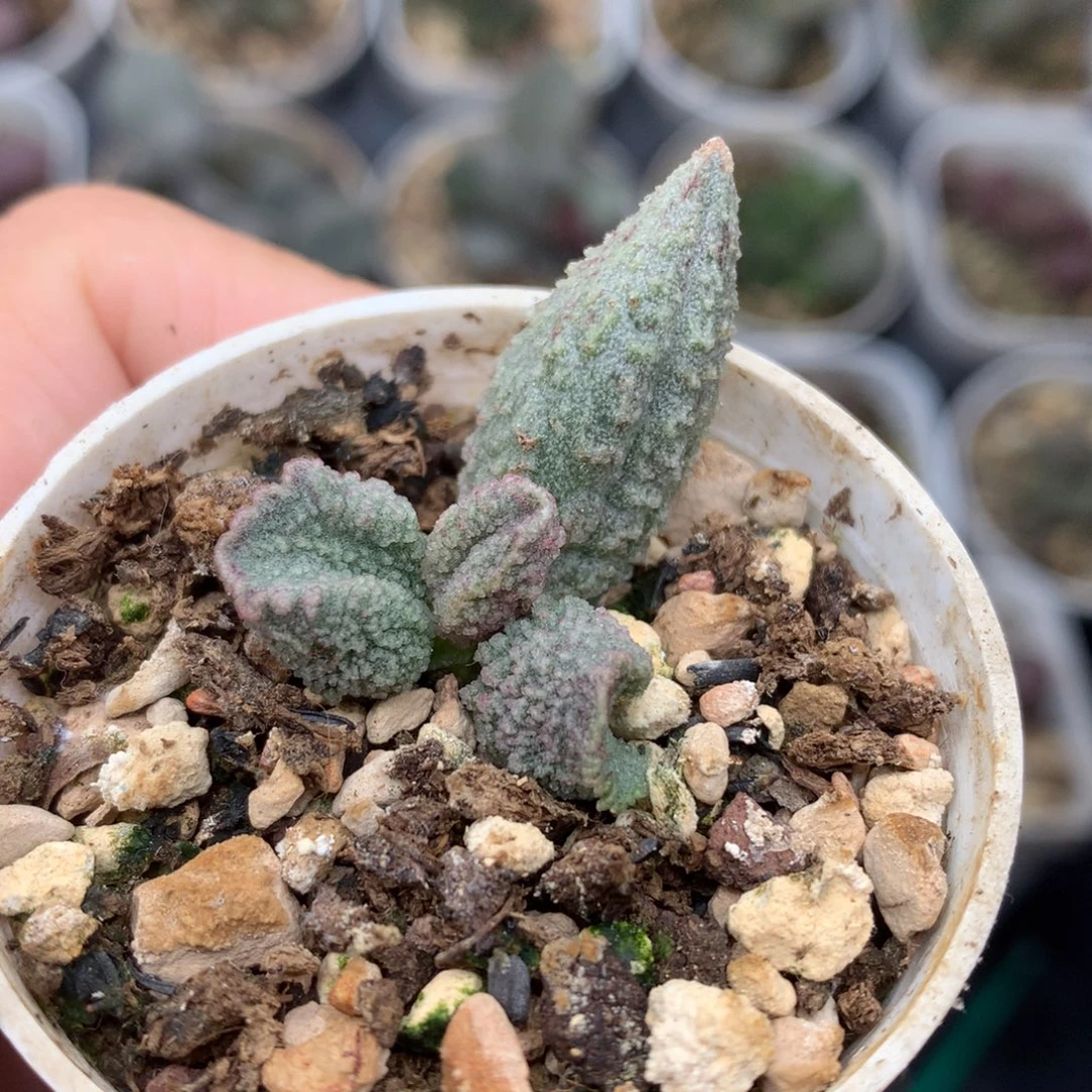 血斑哈默杂 翡翠水泡