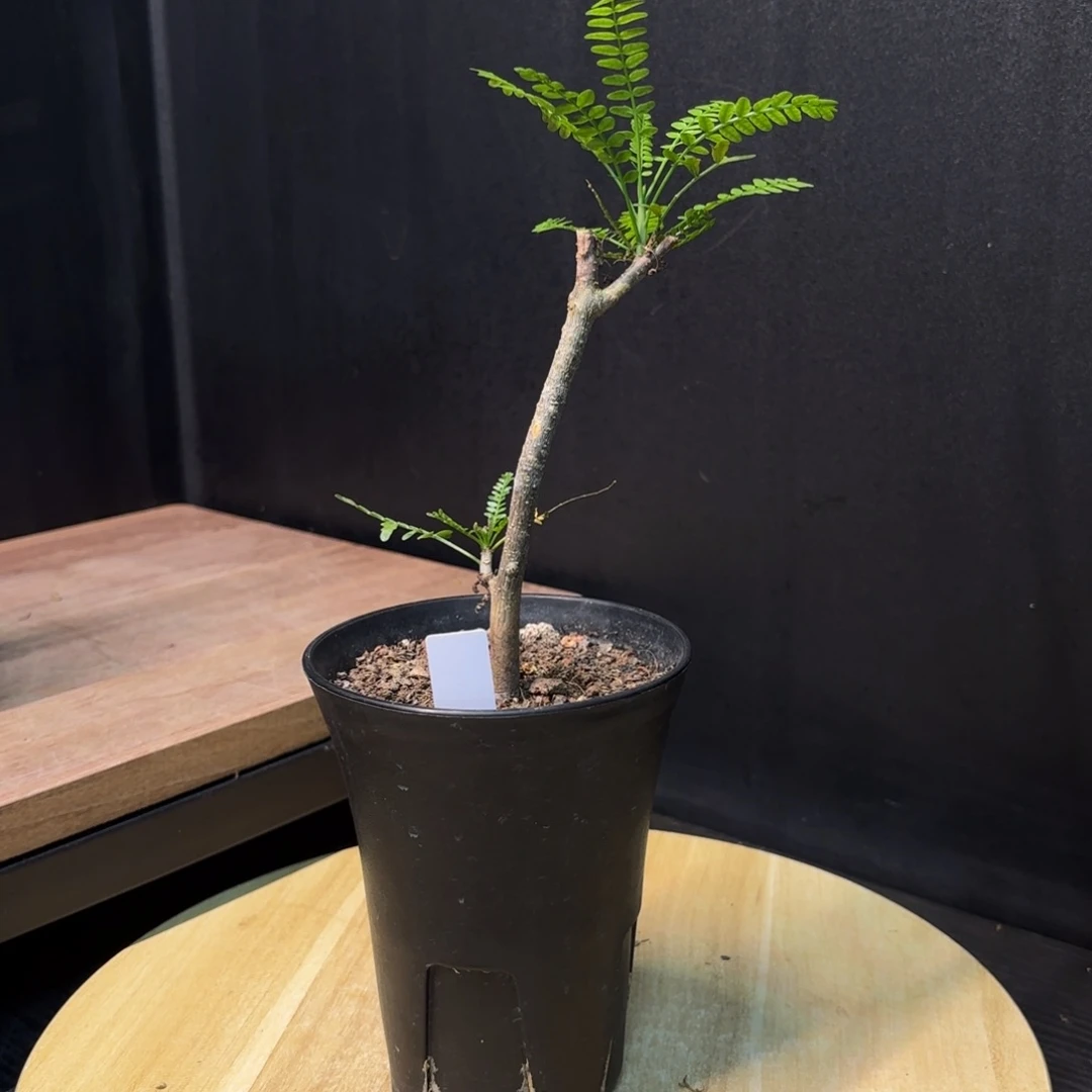 羽叶裂榄扦插有根