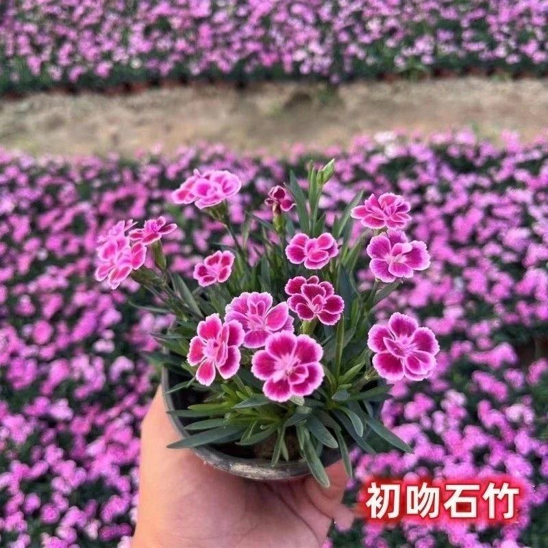 初吻石竹四季开花草坪多年生宿根庭院盆栽绿化耐寒耐旱易成活