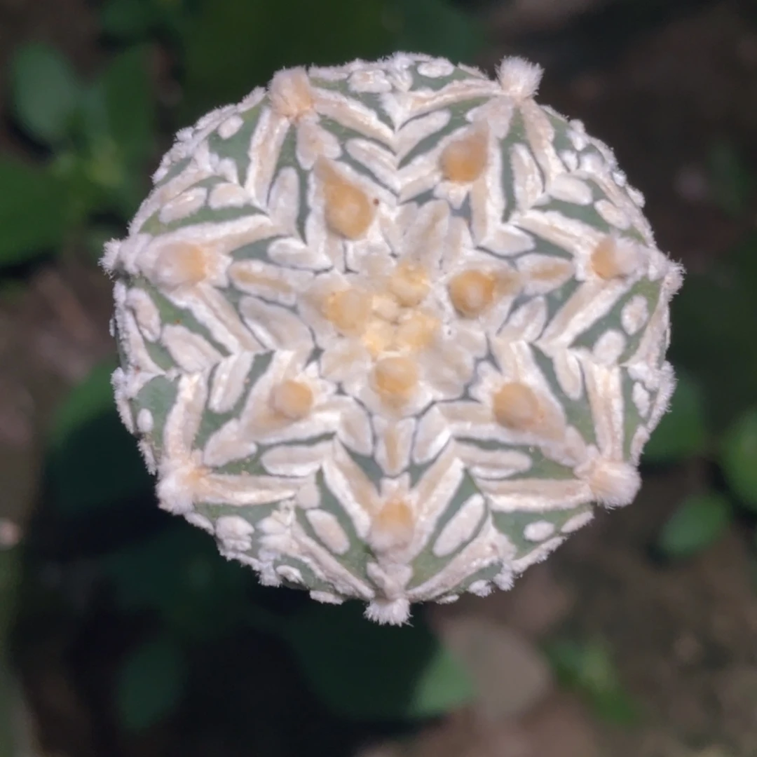 全部花朵箭体V子兜 仙人球