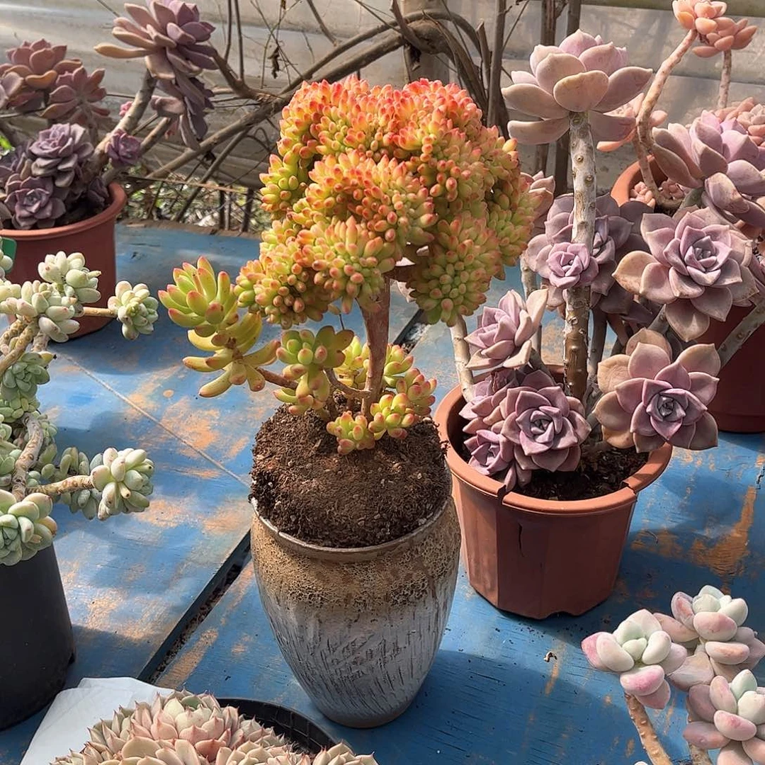 ～***～春萌缀多肉植物22