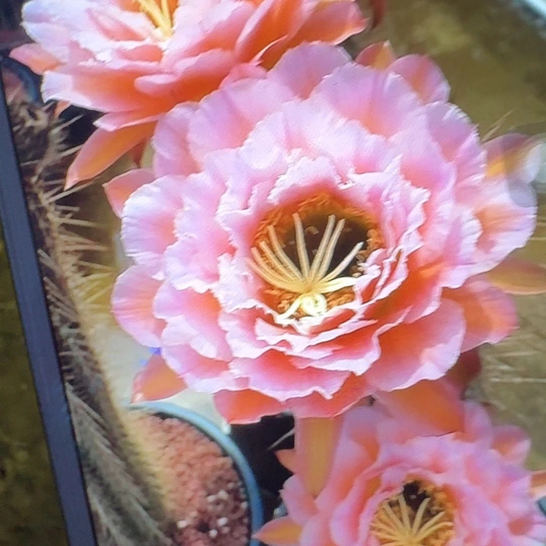 粉桃精灵根冠服7公分毛花柱