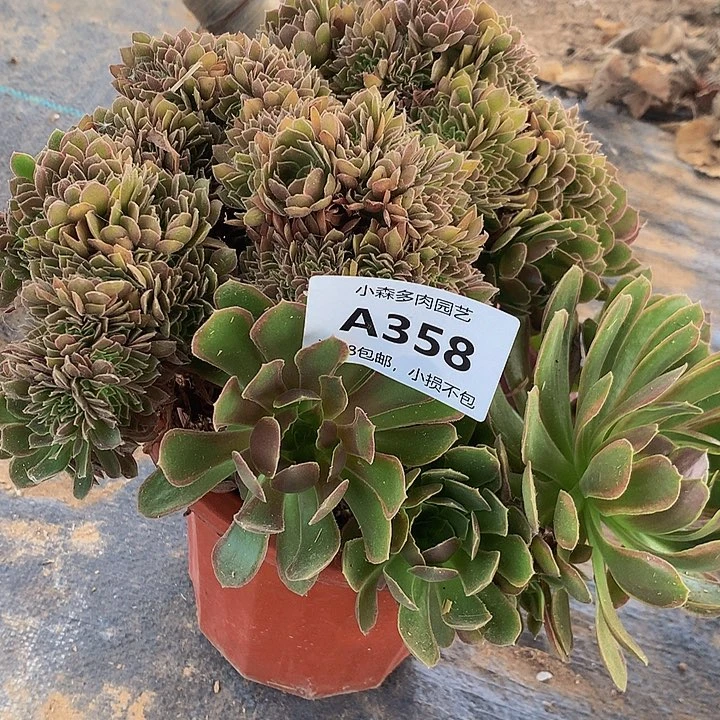 用****0358娜迦女王缀化，寄养