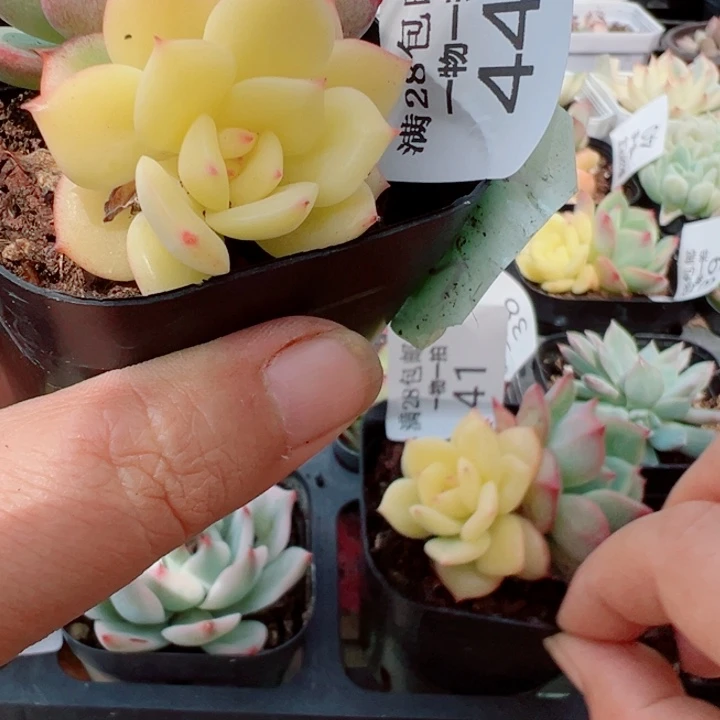 三文鱼锦多肉植物44