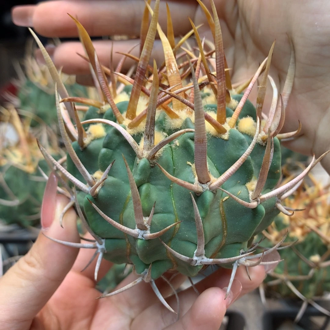 出根  龙剑丸 整体10公分起发