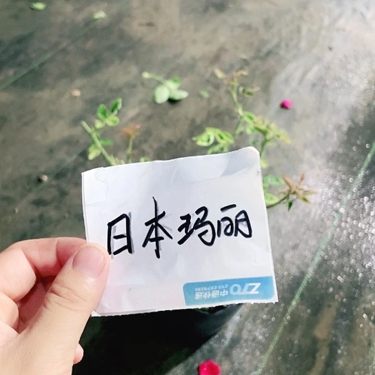 当前无花栽培后可以开花