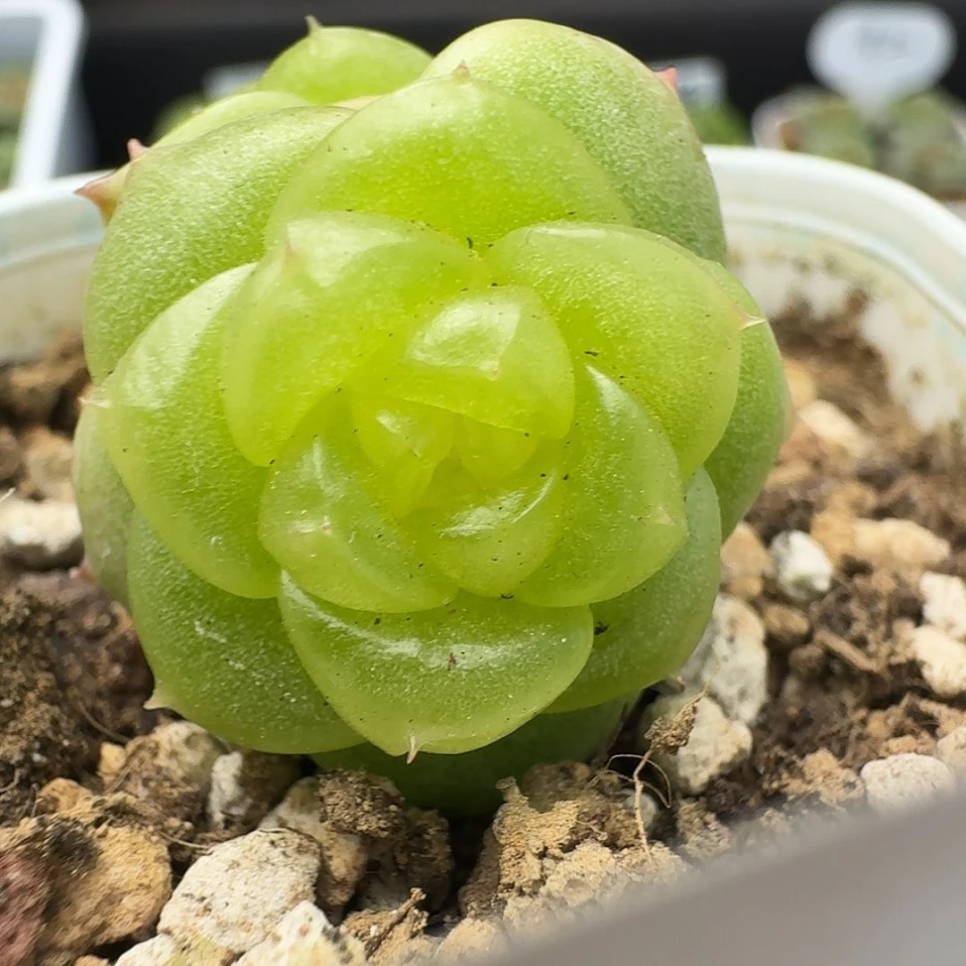 一物一拍一物一拍918-126