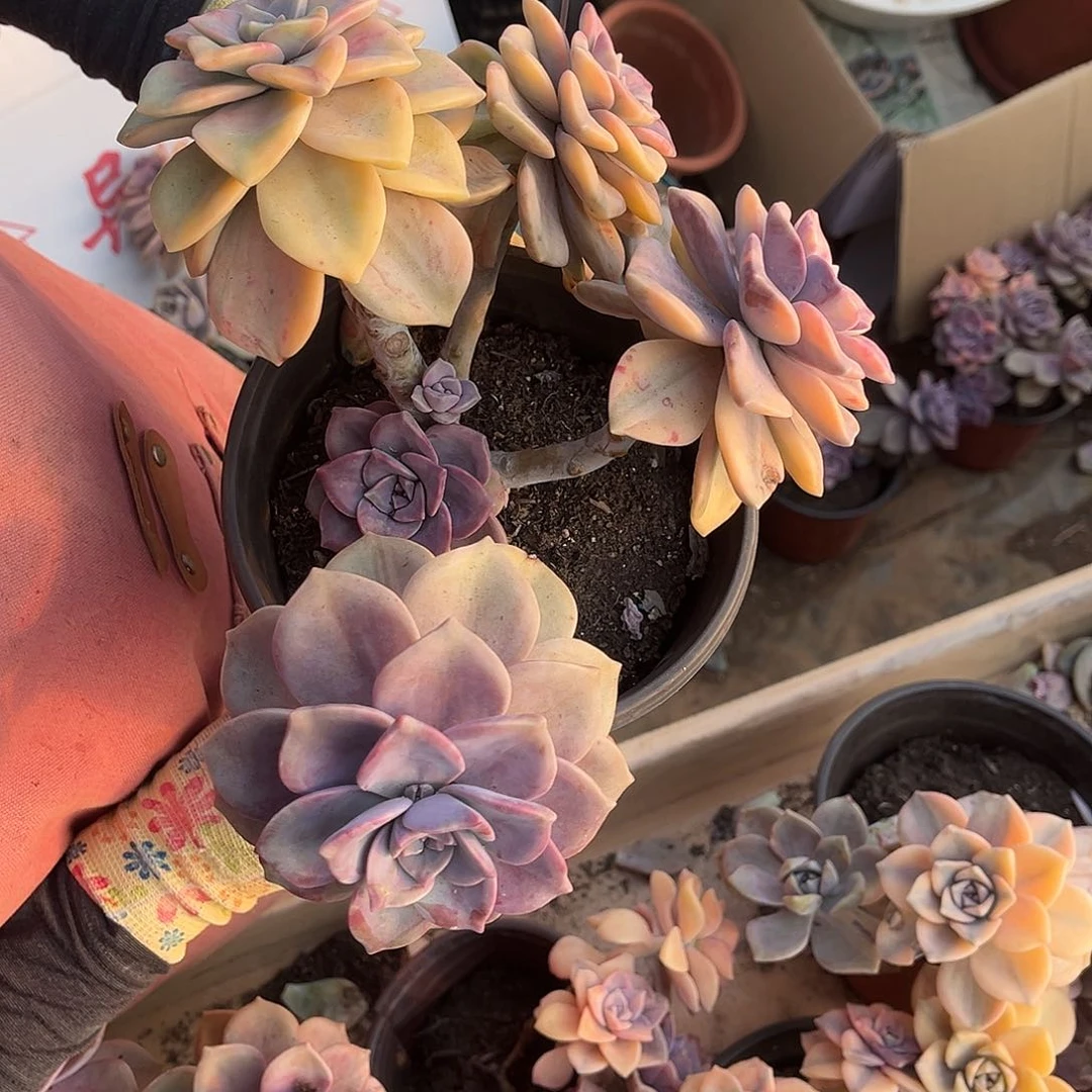 鲑****）多肉植物紫乐景Z26