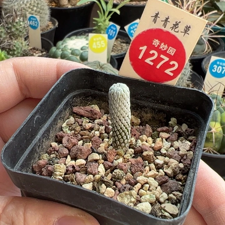 实生精巧丸一棵仙人球