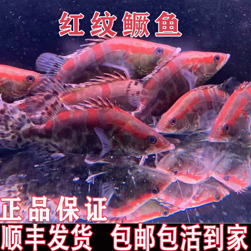 红纹鳜鱼翘嘴红纹鳜鱼观赏鱼凶猛路亚鱼淡水冷水鱼好养可鱼缸养殖