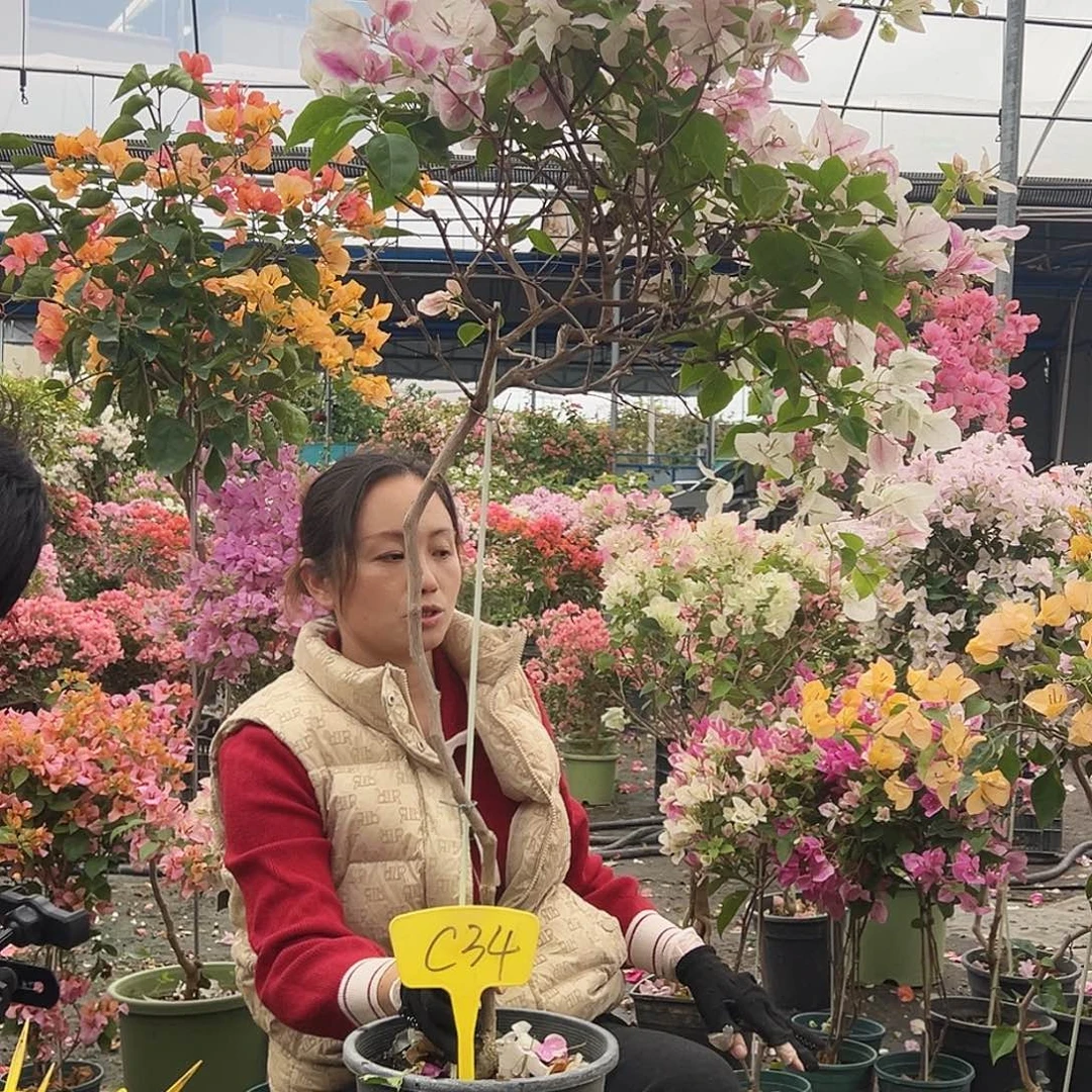 1***6大部分花苞少量开放C34章红英