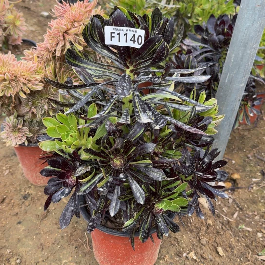 微****）1140水墨丹青寄养到秋