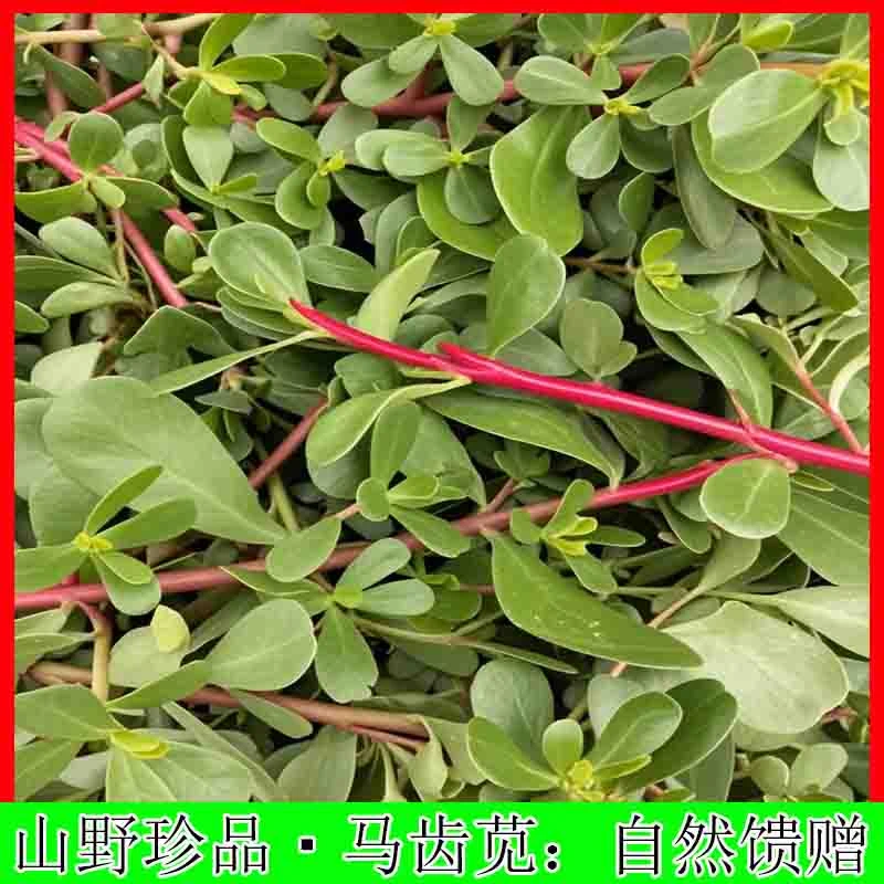 4斤马齿苋现挖新鲜长寿菜野生马蜂菜蚂蚱菜五行草野菜食用马莲菜