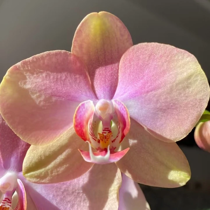 蝴蝶兰苗【梵高】3.0寸杯，花剑破口未开花