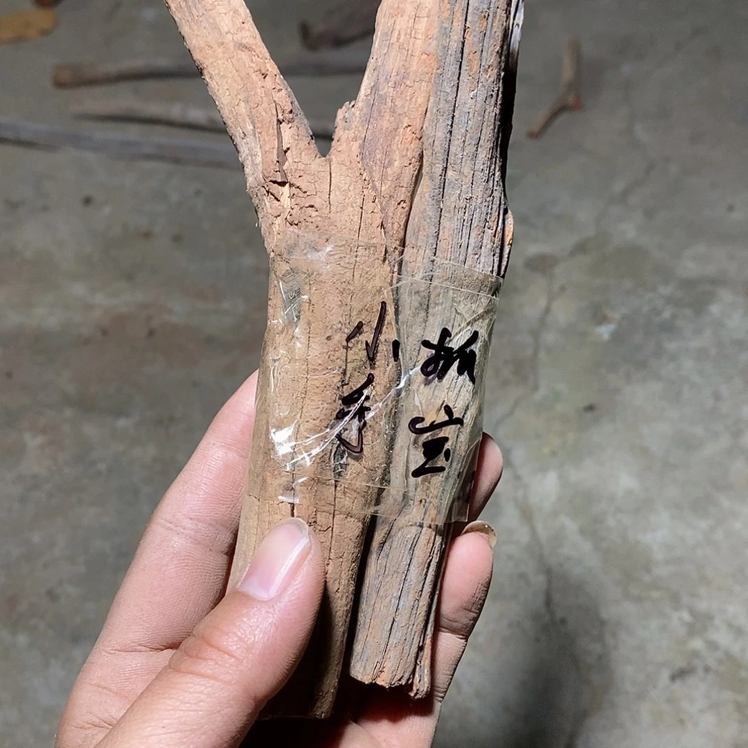 风车木（黑檀木）小***?