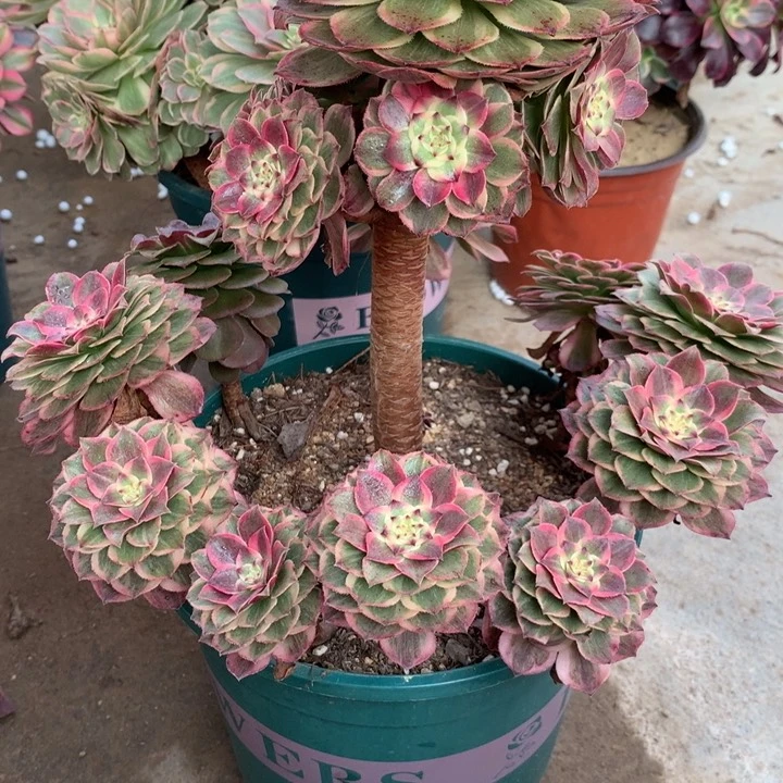 阿*桃271莲花座多肉植物