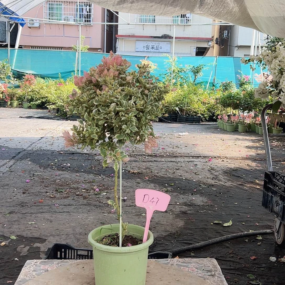 勿***为大部分花苞少量开放少女心带竹一棵