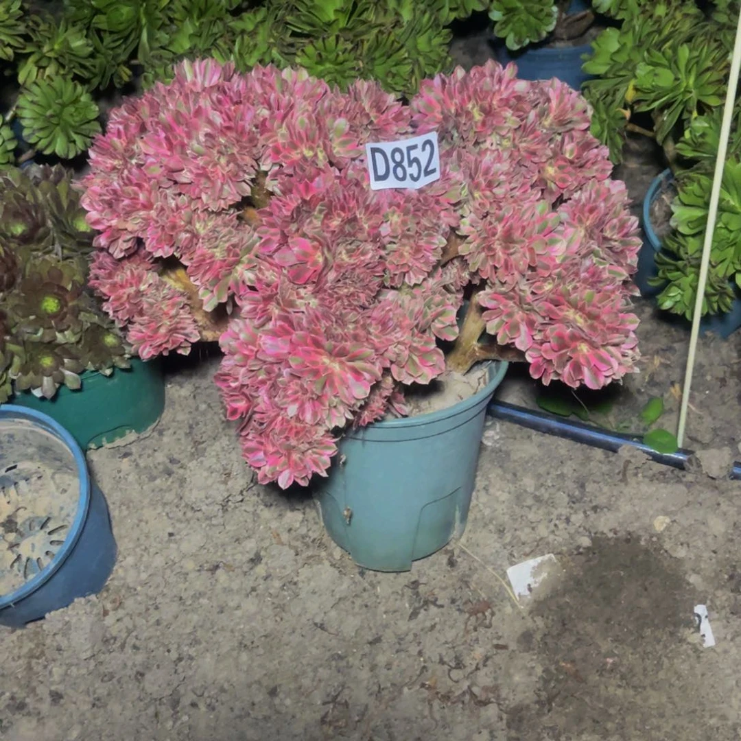 女巫法师16///14瑕疵包邮